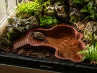 Piscine de Bain pour Reptiles avec Rampe – Bassin Antidérapant Tortue, Gecko, Dragon Barbu